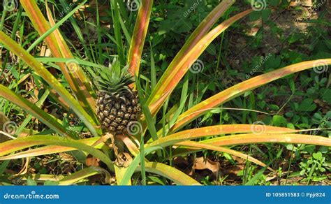 Wild Pineapple Bush in Jungle Stock Image - Image of growing ...