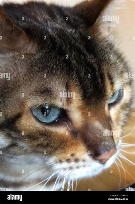 Snow marble bengal cat Stock Photo - Alamy