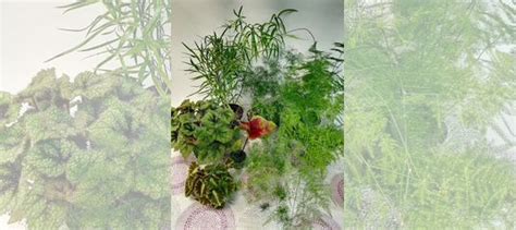 Аспарагус, Каладиум, Бегонии купить в Нижнем Новгороде | Товары для ...