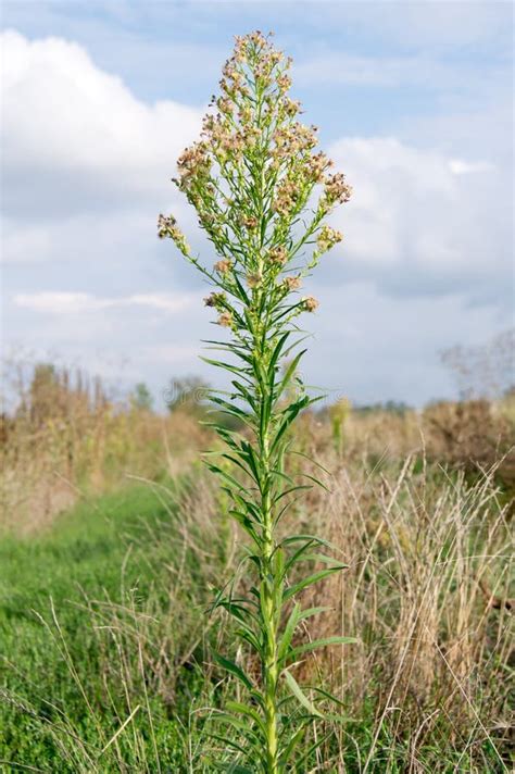 Horseweed or Conyza Canadensis, Canadian Fleabane, Erigeron Bonariensis ...