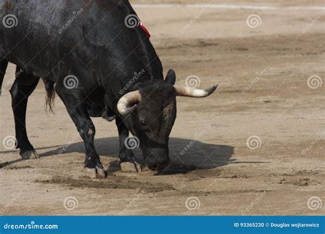 Bull Fight In Peru Editorial Image Image Of Park Region 93365230