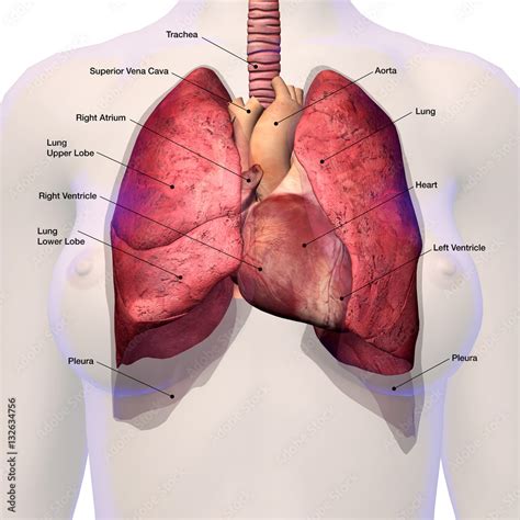 Female Heart and Lungs Labeled Anatomy Stock Illustration | Adobe Stock