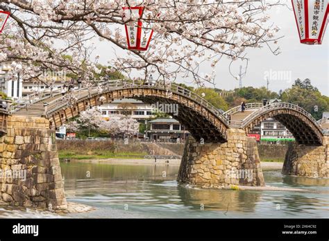 Kintai Bridge Sakura Festival Cherry Blossoms Along The Nishiki River