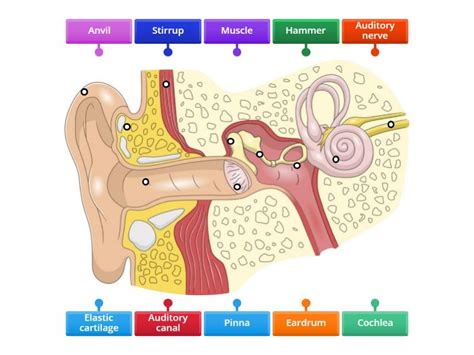 Structure of human ear - Labelled diagram