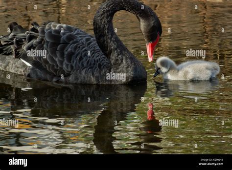 A black swan with her cygnets Stock Photo - Alamy