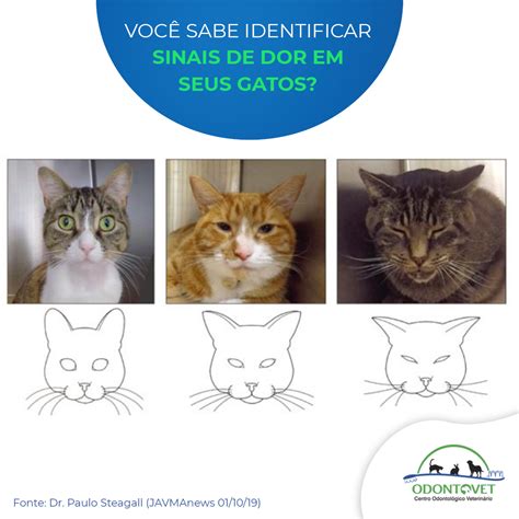 Voc Sabe Identificar Sinais De Dor Em Seus Gatos Odontovet