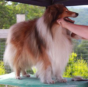 Rough Collie Grooming - by the Rough Collie Breed Council