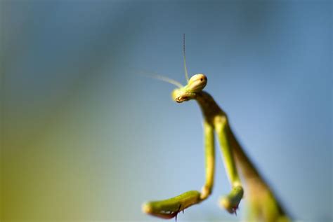 Praying mantis, Pray, Frog