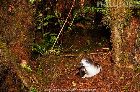 Stock Photo Of Galapagos Petrel Pterodroma Phaeopygia Emerging From