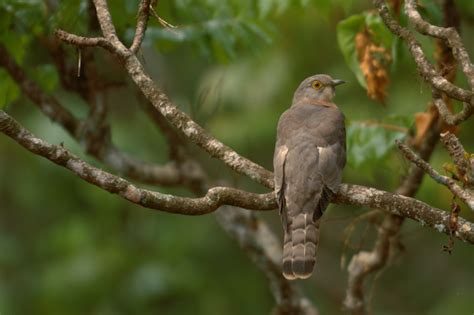 Hawk Cuckoo Brain Fever Bird Kalyan Varma Photography