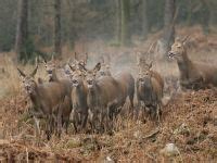 Stéphan Levoye Photographe de la vènerie ou chasse à courre