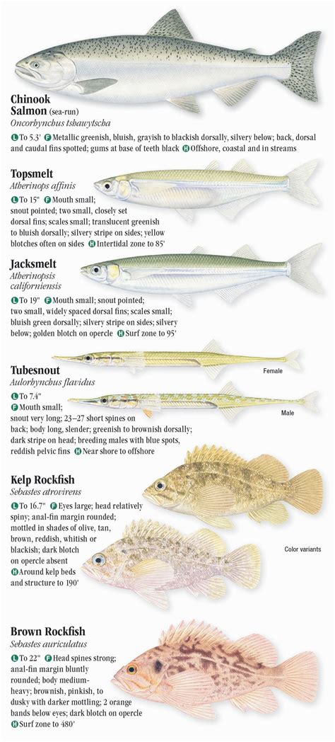 Saltwater Fishes Of Central California Quick Reference Publishing Retail