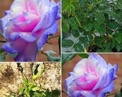 Rare Seeds Stifling Remorse Rose Seeds Perennial Etsy