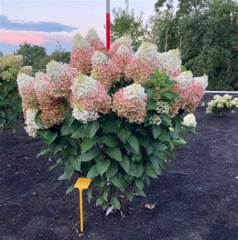 Гортензия метельчатая (Hydrangea paniculata `Red Velvet`). Лесково