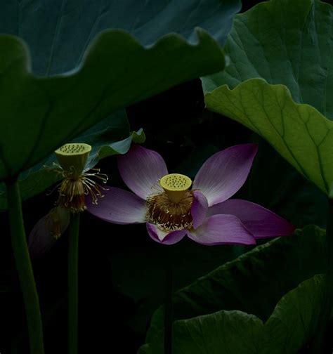 Purple Lotus Wallpapers - Top Free Purple Lotus Backgrounds ...