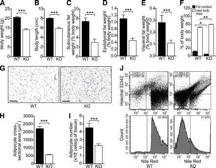 Reduced Adiposity In Smad3 KO Mice AE Mean Body Weight A Overall