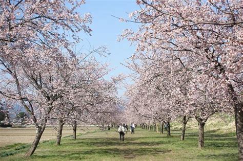 北浅羽桜堤公園の安行寒桜並木 2025年の見頃と開花状況は？アクセス方法と駐車場は？｜坂戸にっさい桜まつり 歩いてみたブログ