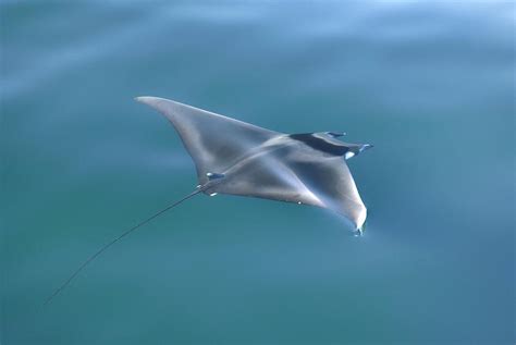 Mobula Ray Photograph by Christopher Swann/science Photo Library