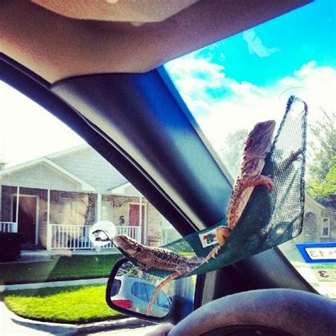 Best Bearded Dragon Hammock: Learn What's Right For Your Beardie