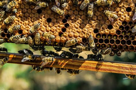 What Is The Honey Bee Social Structure And Hierarchy In A Colony