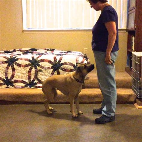 How To Train Your Dog to Stand Using Capturing - eileenanddogseileenanddogs