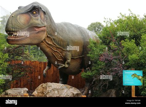 Chester zoo dinosaur exhibition hi-res stock photography and images - Alamy