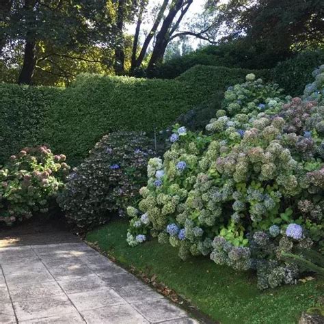 家庭园艺绣球的种植秘籍和搭配应用案例图解详细版 绣球 贝拉安娜 大花 新浪新闻