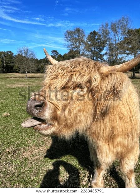 Highland Cow Head Horns Beautiful Hair Stock Photo 2263435791 ...