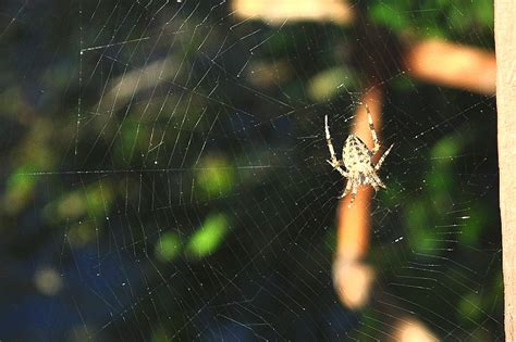 The Spider Smithsonian Photo Contest Smithsonian Magazine