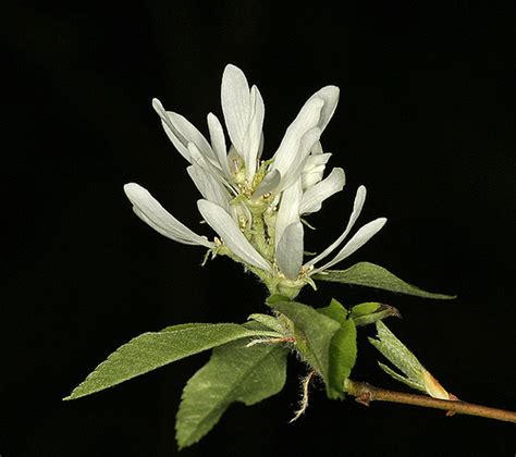 Saskatoon Annadel Plants Inaturalist