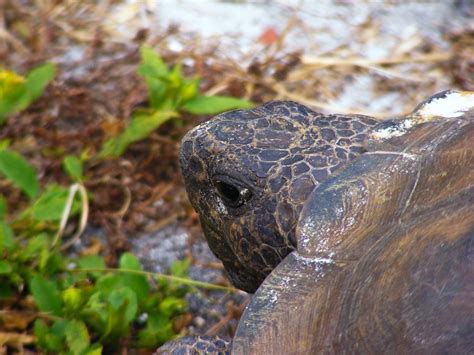 Cohabitation de tortue mâle et femelle