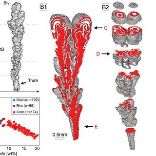 Structures of individual dendrites. (A) Visualized dendrites showing... | Download Scientific ...