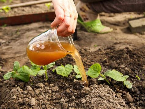 Oro verde para tus plantas el abono líquido que se prepara con un solo