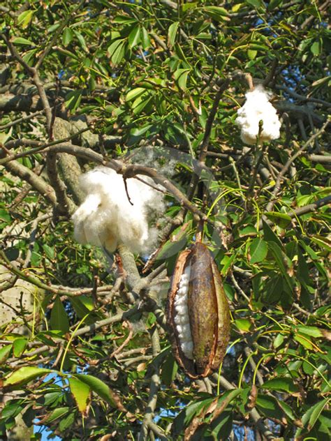 Ceiba Pentandra Kapok Tree White Silk Cotton Tree Information And Photos