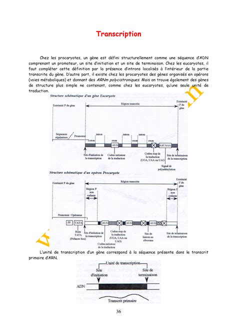 L12 Biologiemoleculaire Chap3b Transcription Chez Les Procaryotes Un