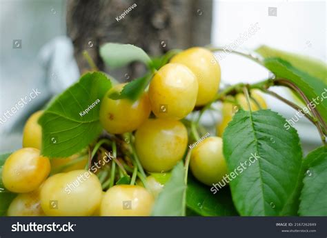 83,345 Red Yellow Cherry Fruit Images, Stock Photos & Vectors ...