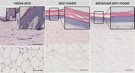 Frontiers Improvement Of A Three Layered In Vitro Skin Model For