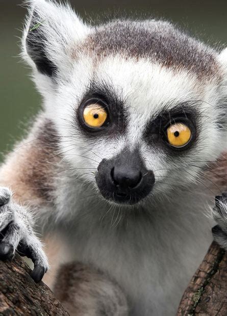 RINGTAIL LEMUR (LEMUR CATTA)