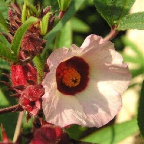 50 ROSELLE HIBISCUS Sabdariffa Rosella Fruit Flower Seeds Flat S H EBay