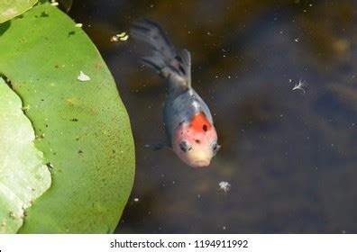 Shubunkin Goldfish Garden Pond Stock Photo 1194911992 | Shutterstock