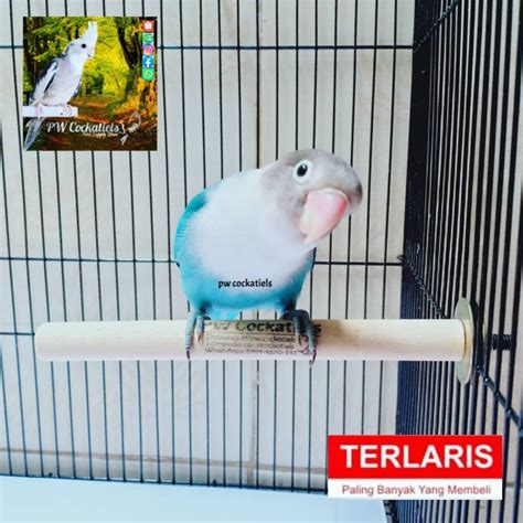 TANGKRINGAN KAYU 15CM JEPIT MUR BAUT SANGKAR KANDANG BURUNG LOVEBIRD