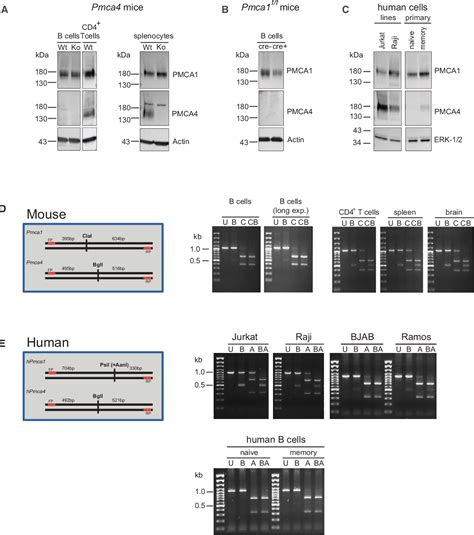 Figure 1 From Molecular Immunology And Signaling Plasma Membrane Ca 2