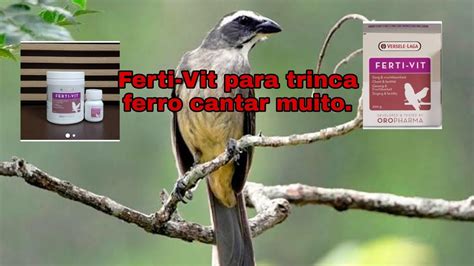 COMO FAZER TRINCA FERRO CANTAR MAIS TRINCA FERRO CANTANDO POUCO O QUE