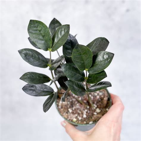 Zamioculcas zamiifolia 'Oscura' - Black ZZ Plant – Northern Ridge Nursery