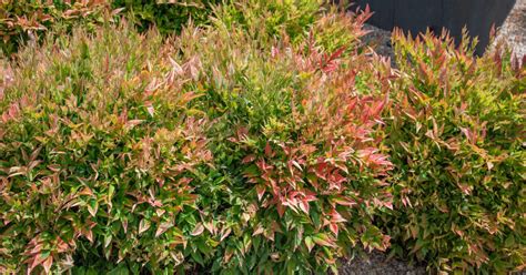 Nandina Pruning 101: How to Shape and Maintain Your Plants - Plant ...