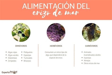 Qu Comen Los Erizos De Mar Todo Sobre Su Alimentaci N