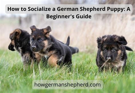 How To Socialize A German Shepherd Puppy : 7 Easy Ways!