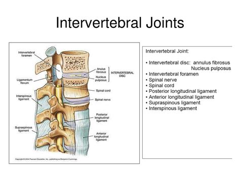 Ppt Articulations And Body Movements Powerpoint Presentation Free