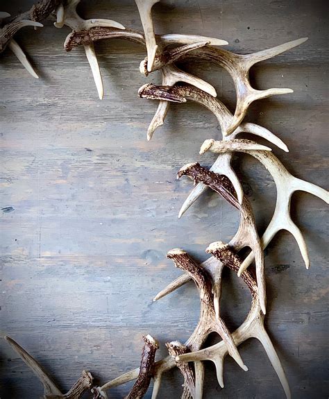 44 Large REAL Antler Wreath
