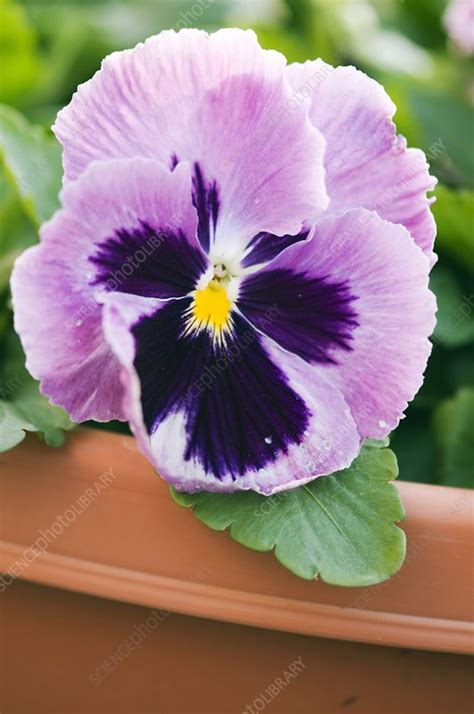 Pansy Viola X Wittrockiana Stock Image C0108655 Science Photo